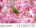 White-eyes come to the early blooming cherry blossoms in search of nectar. White-eyes come to the early blooming cherry blossoms in search of nectar. 111301735