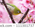 White-eyes come to the early blooming cherry blossoms in search of nectar. White-eyes come to the early blooming cherry blossoms in search of nectar. 111301737