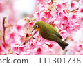 White-eyes come to the early blooming cherry blossoms in search of nectar. White-eyes come to the early blooming cherry blossoms in search of nectar. 111301738