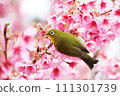 White-eyes come to the early blooming cherry blossoms in search of nectar. White-eyes come to the early blooming cherry blossoms in search of nectar. 111301739