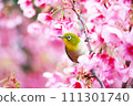 The green of the white-eye that comes to the deep pink Doi cherry tree in search of nectar. The green of the white-eye that comes to the deep pink Doi cherry tree in search of nectar. 111301740
