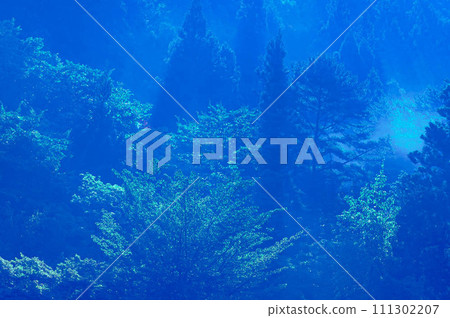 森林裡的晨霧 森林裡的晨霧 111302207