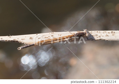 Otsumenbo (male) 111302214