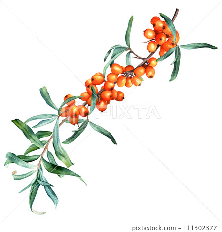 Medicinal plant sea buckthorn branch with fresh ripe orange berries and leaves. Hand drawn botanical watercolor illustration isolated on white background. For clip art cards menu label package Medicinal plant sea buckthorn branch with fresh ripe orange berries and leaves. Hand drawn botanical watercolor illustration isolated on white background. For clip art cards menu label package 111302377