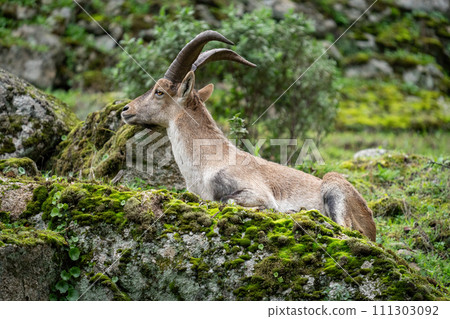 Majestic Mountain Goat Resting on a Lush Green Mossy Rock Majestic Mountain Goat Resting on a Lush Green Mossy Rock 111303092