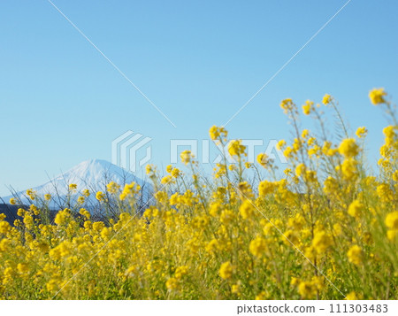 A field of rape blossoms blessed with a blue sky in spring 111303483
