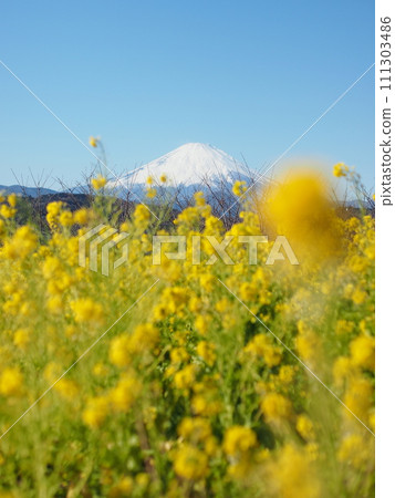 Mt. Fuji in spring seen from a field of rape blossoms 111303486