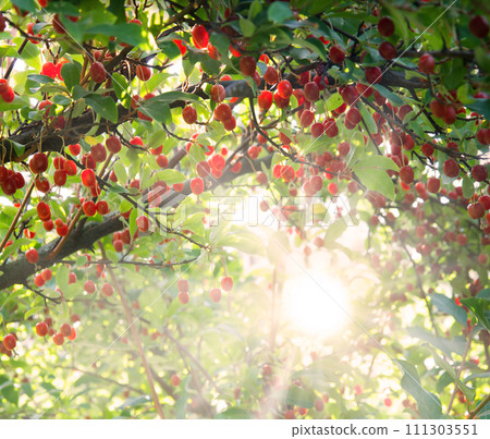 Branch with red gumi berries 111303551