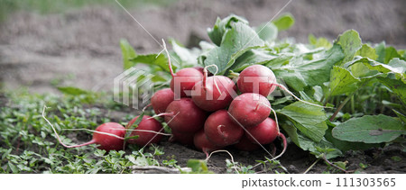 A radish in the vegetable garden 111303565