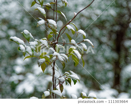 夾竹桃科 Teikakasuzuru 葉子上積雪的圖案 夾竹桃科 Teikakasuzuru 葉子上積雪的圖案 111303664