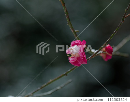 Snowy morning, red plum blossoms wearing snowy cotton hats Snowy morning, red plum blossoms wearing snowy cotton hats 111303824