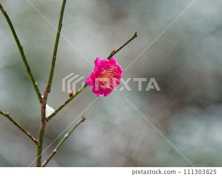 Snowy morning, red plum blossoms wearing snowy cotton hats Snowy morning, red plum blossoms wearing snowy cotton hats 111303825
