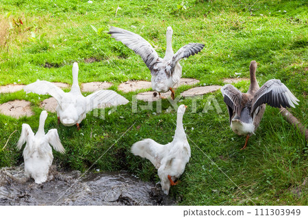 Ducks and goose with orange beaks and paws going out an artificial pond with muddy water on a summer day at a farm yard. Ducks and goose with orange beaks and paws going out an artificial pond with muddy water on a summer day at a farm yard. 111303949
