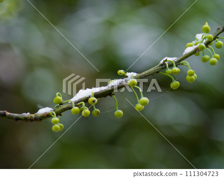 A snowy morning, the flower buds of the Lauraceae Aomoji waiting for spring A snowy morning, the flower buds of the Lauraceae Aomoji waiting for spring 111304723