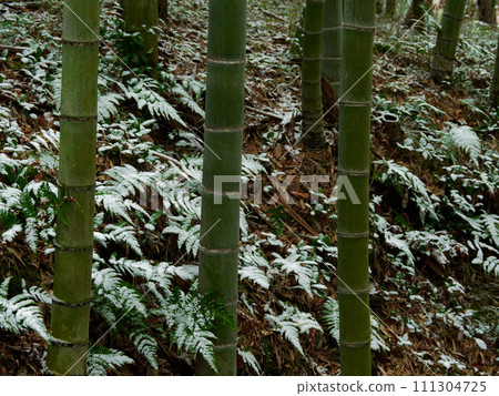 Snowy morning bamboo forest scenery Snowy morning bamboo forest scenery 111304725