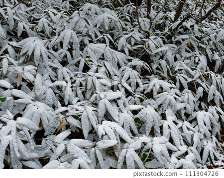Pattern of snow that accumulates in the Kumazasa community 111304726