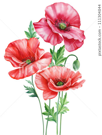 Watercolor floral illustration. Flowers red poppies, leaves white background, botanical hand painted watercolor clipart Watercolor floral illustration. Flowers red poppies, leaves white background, botanical hand painted watercolor clipart 111304844