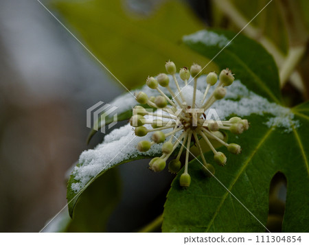 Araliaceae in the snow 111304854