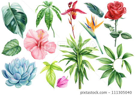 Tropical plants set, Leaf and flower watercolor painting. Succulent, pink hibiscus, green palm tree, orchid and red rose 111305040