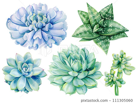 Succulent watercolor botanical painting illustrations. Floral watercolor element, hand drawn plants clipart Green tropic Succulent watercolor botanical painting illustrations. Floral watercolor element, hand drawn plants clipart Green tropic 111305060