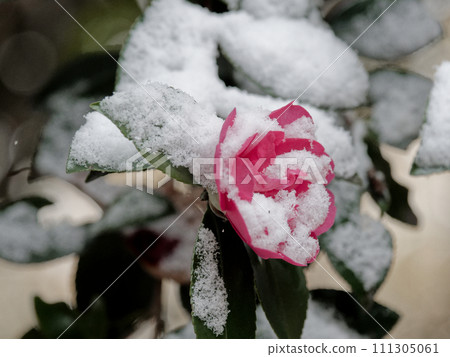 雪後的紅茶梅花 111305061