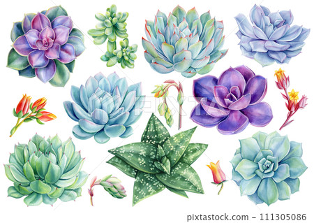 Succulents set, green plant Haworthia, echeveria watercolor botanical painting. Illustrations isolated white background 111305086