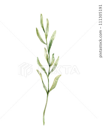 Lavender leaves, rosemary twig, juniper drawing. Hand drawn watercolor illustration. Design for wedding invitation, logo, cards, packaging and labeling. Botanical rustic trendy greenery art. 111305191