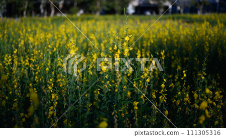 Yellow flowers of Crotalaria juncea or sunn hemp blooming in fields for soil improvement Yellow flowers of Crotalaria juncea or sunn hemp blooming in fields for soil improvement 111305316