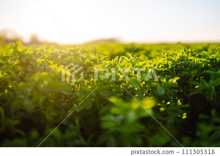 Green field of lucerne (Medicago sativa). Field of fresh grass growing. Ecology concept. 111305318