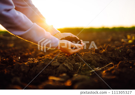 Hand of expert farmer collect soil. Farmer is checking soil quality before sowing. Agriculture. 111305327