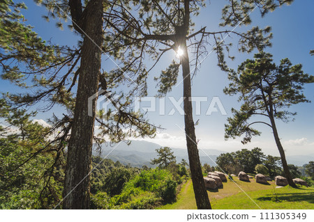 travel and people activity concept with large pine with layer of mountain and cloudy sky background 111305349