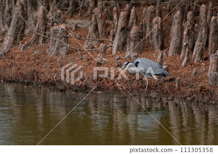 Foraging behavior of a heron that preys on American crayfish Foraging behavior of a heron that preys on American crayfish 111305358