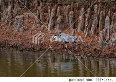 Foraging behavior of a heron that preys on American crayfish 111305359
