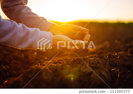 Hand of expert farmer collect soil. Farmer is checking soil quality before sowing. Agriculture. 111305377