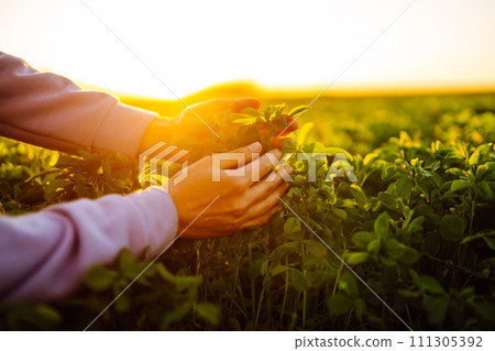 Female hand touches green lucerne in the field at sunset. Agriculture, planting or ecology concept. 111305392