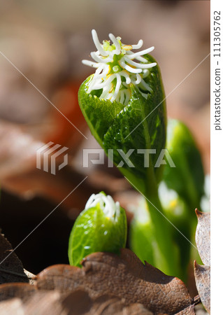Hitoshizuka的花 111305762