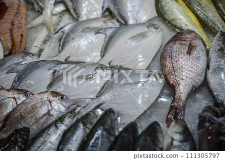 鯧魚 111305797