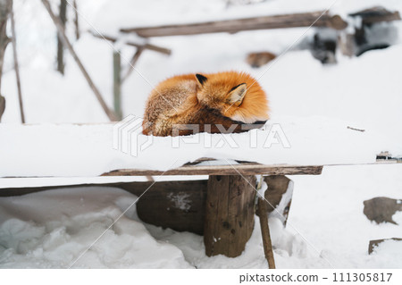 Cute fox on snow in winter season at Zao fox village, Miyagi prefecture, Japan. landmark and popular for tourists attraction near Sendai, Tohoku region, Japan. Travel and Vacation concept Cute fox on snow in winter season at Zao fox village, Miyagi prefecture, Japan. landmark and popular for tourists attraction near Sendai, Tohoku region, Japan. Travel and Vacation concept 111305817