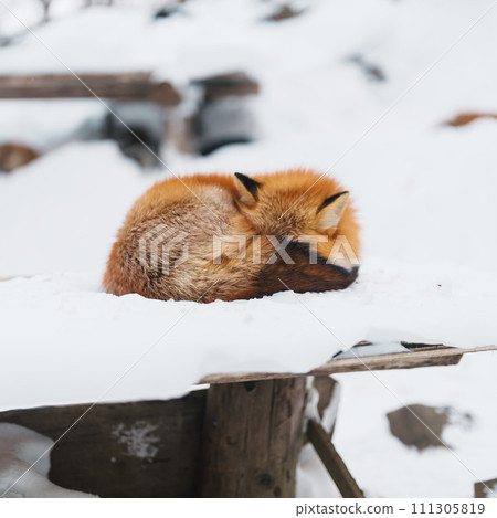 Cute fox on snow in winter season at Zao fox village, Miyagi prefecture, Japan. landmark and popular for tourists attraction near Sendai, Tohoku region, Japan. Travel and Vacation concept 111305819