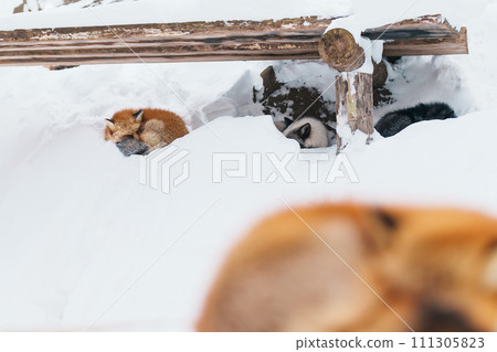 Cute fox on snow in winter season at Zao fox village, Miyagi prefecture, Japan. landmark and popular for tourists attraction near Sendai, Tohoku region, Japan. Travel and Vacation concept 111305823