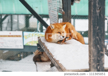 Cute fox on snow in winter season at Zao fox village, Miyagi prefecture, Japan. landmark and popular for tourists attraction near Sendai, Tohoku region, Japan. Travel and Vacation concept 111305851