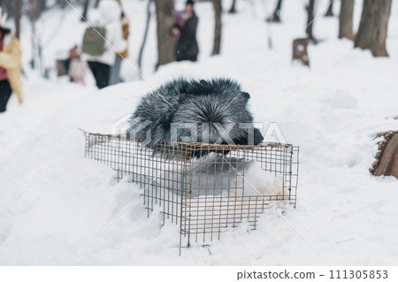 Cute fox on snow in winter season at Zao fox village, Miyagi prefecture, Japan. landmark and popular for tourists attraction near Sendai, Tohoku region, Japan. Travel and Vacation concept 111305853