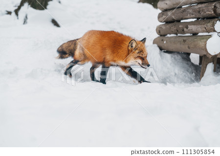 Cute fox on snow in winter season at Zao fox village, Miyagi prefecture, Japan. landmark and popular for tourists attraction near Sendai, Tohoku region, Japan. Travel and Vacation concept 111305854