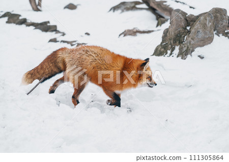 Cute fox on snow in winter season at Zao fox village, Miyagi prefecture, Japan. landmark and popular for tourists attraction near Sendai, Tohoku region, Japan. Travel and Vacation concept Cute fox on snow in winter season at Zao fox village, Miyagi prefecture, Japan. landmark and popular for tourists attraction near Sendai, Tohoku region, Japan. Travel and Vacation concept 111305864