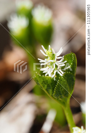 Hitoshizuka's flower Hitoshizuka's flower 111305965