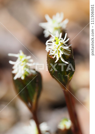 Hitoshizuka's flower Hitoshizuka's flower 111306081