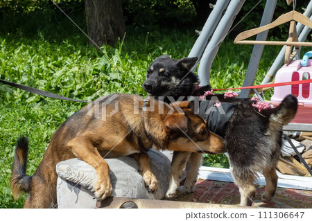 Two dogs meet in the garden closeup Two dogs meet in the garden closeup 111306647
