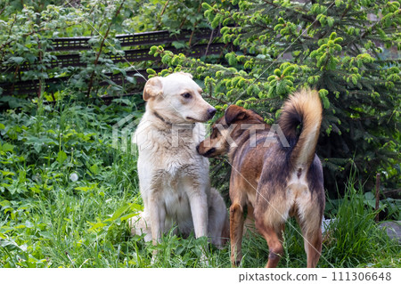 Big dogs meet in the garden closeup Big dogs meet in the garden closeup 111306648