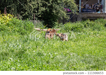 Brown dog in the garden in green grass Brown dog in the garden in green grass 111306653