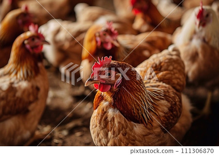 Chickens in the henhouse on a farm. Chickens in the henhouse on a farm. 111306870